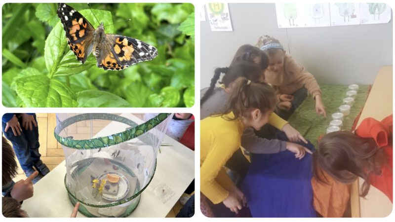 Schmetterlinge in Klasse 1