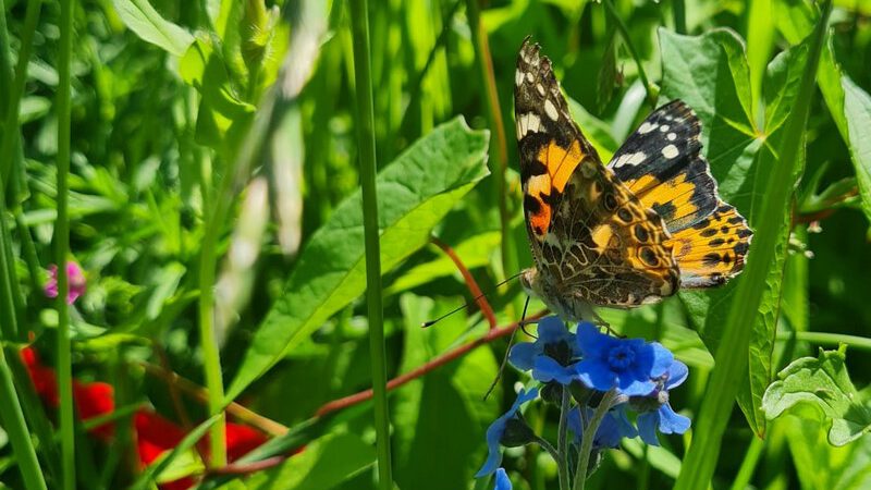 Forschungsprojekt der Klassen 1 – Wir züchten Schmetterlinge